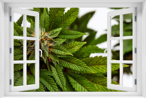 Fototapeta Naklejka Na Ścianę Okno 3D - Big Leafy Cannabis Plant with Marijuana Buds Isolated By White Background