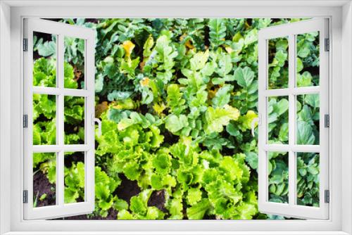 Fototapeta Naklejka Na Ścianę Okno 3D - Carrot crops planted in soil get ripe under sun. Cultivated land close up with sprout. Agriculture plant growing in bed row. Green natural food crop