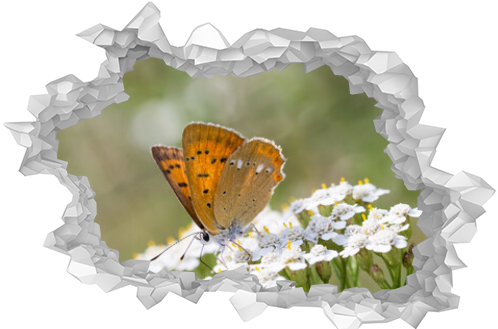 pomarańczowy motyl na białych kwiatach