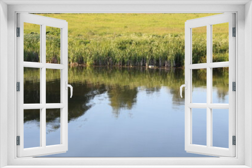 Fototapeta Naklejka Na Ścianę Okno 3D - reeds in the water