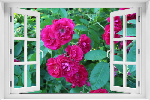 Fototapeta Naklejka Na Ścianę Okno 3D - pink rose bush