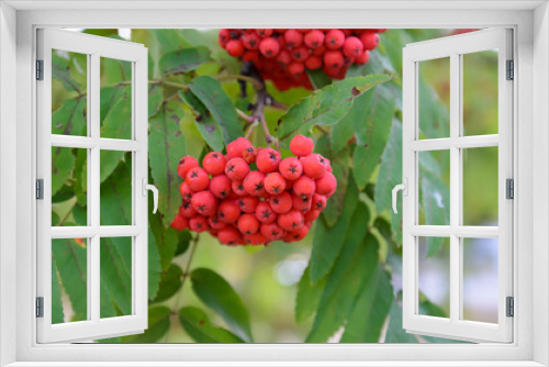 Fototapeta Naklejka Na Ścianę Okno 3D - red berries on a branch