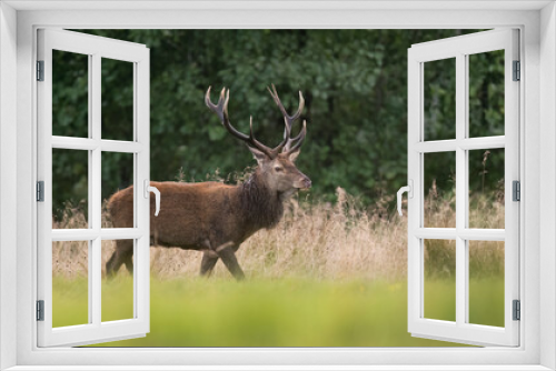 Fototapeta Naklejka Na Ścianę Okno 3D - European deer male buck ( Cervus elaphus ) during rut