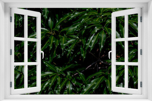 Fototapeta Naklejka Na Ścianę Okno 3D - Green mango leaves background on tree in the orchard as fresh green nature backdrop and wallpaper