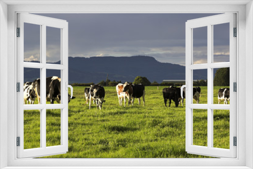 Fototapeta Naklejka Na Ścianę Okno 3D - Cow farm in Australia