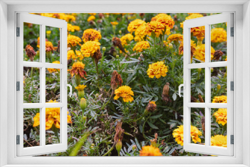 Fototapeta Naklejka Na Ścianę Okno 3D - Marigold yellow summer flower or tagetes background