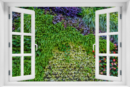 Fototapeta Naklejka Na Ścianę Okno 3D - Colorful plant wall , garden hanging with leaves of a variety of colors.