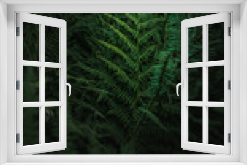 Fototapeta Naklejka Na Ścianę Okno 3D - Tropical fern leaves in dark green background. Amazing close up and moody scenery.