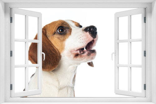 Fototapeta Naklejka Na Ścianę Okno 3D - Beagle dog isolated on white background