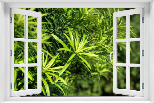 Fototapeta Naklejka Na Ścianę Okno 3D - Buddhist Pine Leaves (Podocarpus Macrophyllus) 