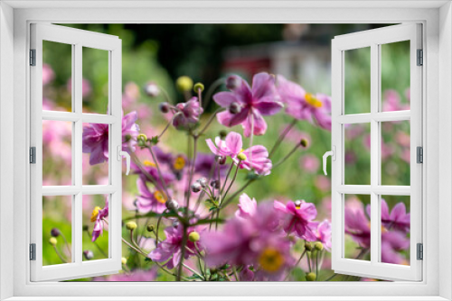 Fototapeta Naklejka Na Ścianę Okno 3D - Blaue Blumen mit verschwommenem Hintergrund
