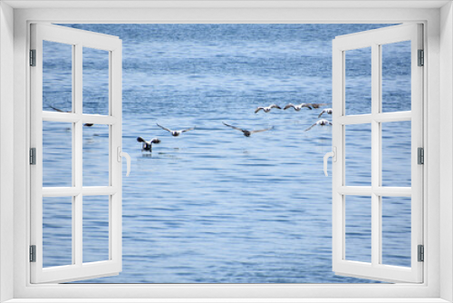 Fototapeta Naklejka Na Ścianę Okno 3D - Cormorants Taking Off Over the Water in the Summer