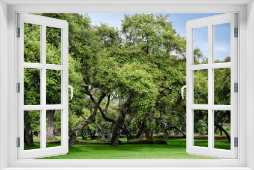Fototapeta Naklejka Na Ścianę Okno 3D - Green trees in park.