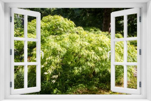 Fototapeta Naklejka Na Ścianę Okno 3D - Japanese maple in a zen garden