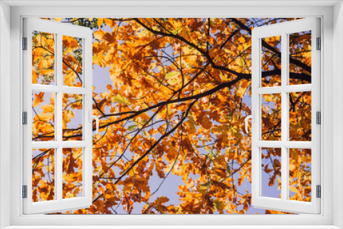 Fototapeta Naklejka Na Ścianę Okno 3D - Oak branches with autumn foliage on a clear sky background