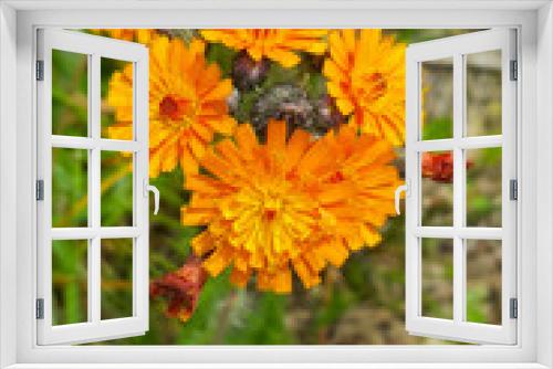 Fototapeta Naklejka Na Ścianę Okno 3D - Flowers of Orange hawkweed (Pilosella aurantiaca)