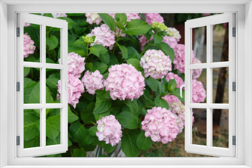 Fototapeta Naklejka Na Ścianę Okno 3D - Gently pink blooming hydrangea bush outside.