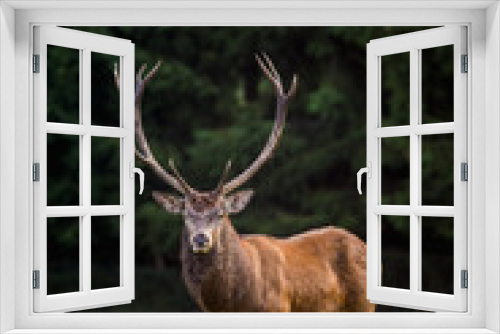 Fototapeta Naklejka Na Ścianę Okno 3D - red deer in rut and nature