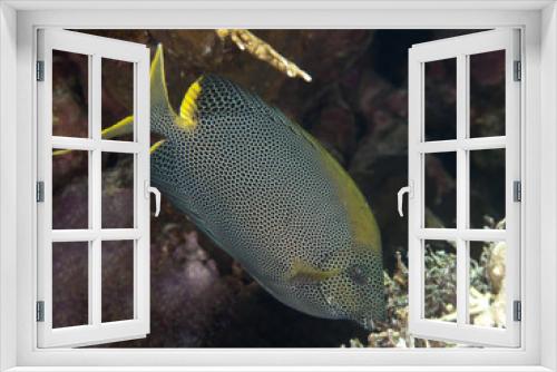 Fototapeta Naklejka Na Ścianę Okno 3D - Stellate rabbitfish