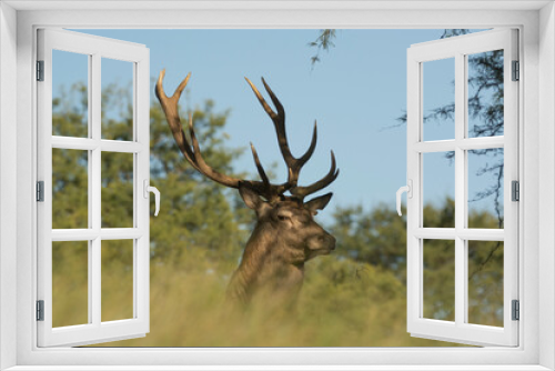 Fototapeta Naklejka Na Ścianę Okno 3D - deer stag