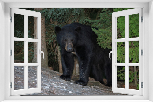Fototapeta Naklejka Na Ścianę Okno 3D - Verletzter Schwarzbär / Injured Black bear / Ursus americanus