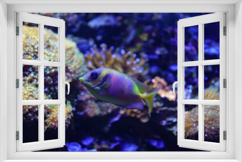 Fototapeta Naklejka Na Ścianę Okno 3D - Tropical fish of colorful colors swimming quietly among corals.