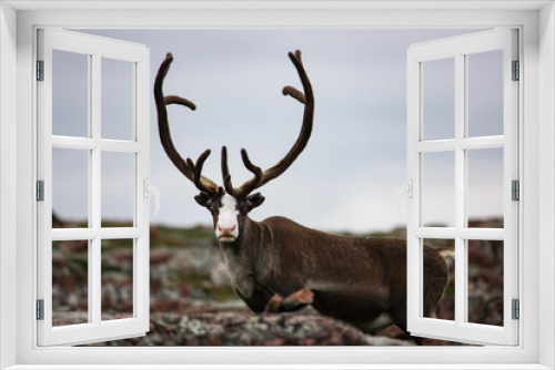 Fototapeta Naklejka Na Ścianę Okno 3D - Portrait of a surprised brown reindeer encountered in the harsh landscape of northern Norway