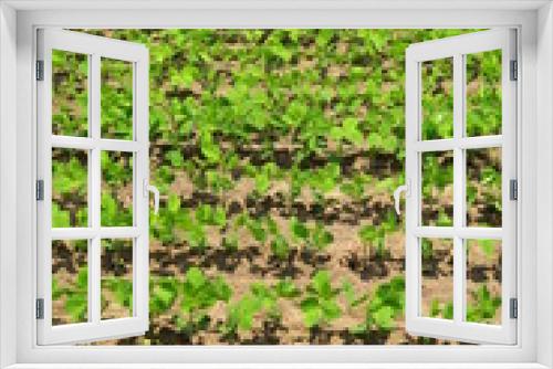 Fototapeta Naklejka Na Ścianę Okno 3D - 初夏の畑の枝豆