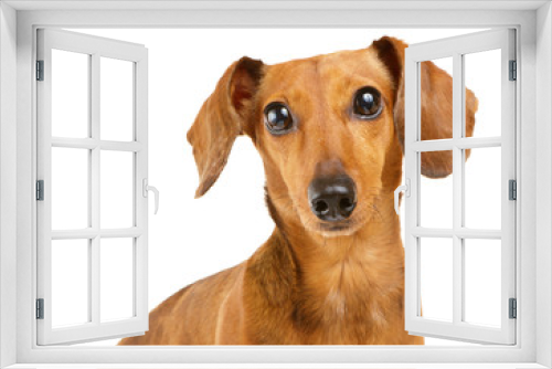 Fototapeta Naklejka Na Ścianę Okno 3D - Dachshund dog portrait