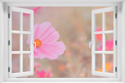 Fototapeta Naklejka Na Ścianę Okno 3D - Pink tone of pink cosmos flower field , vintage style