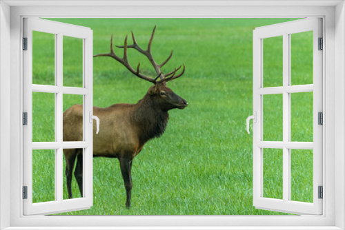 Fototapeta Naklejka Na Ścianę Okno 3D - Bull Elk Standing in Grassy Paasture