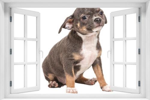 Fototapeta Naklejka Na Ścianę Okno 3D - Chihuahua puppy on white background