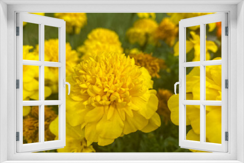 Fototapeta Naklejka Na Ścianę Okno 3D - Bright yellow marigolds from the backyard. Beautiful yellow marigold flowers, garden marigolds. Close-up of calendula flowers.