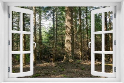 Fototapeta Naklejka Na Ścianę Okno 3D - Woodland and forest path in Hampshire, England, UK
