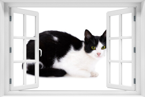 Fototapeta Naklejka Na Ścianę Okno 3D - Black and white cat isolated