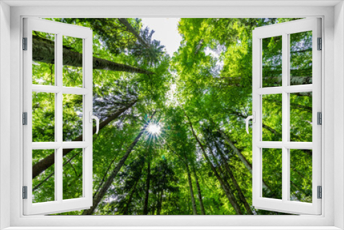 Fototapeta Naklejka Na Ścianę Okno 3D - Tall trees and sun in forest viewed from bottom to top