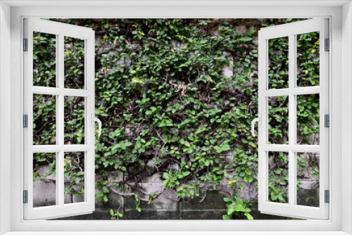 Fototapeta Naklejka Na Ścianę Okno 3D - Close-up of Green Climber Plant on wall natural background concept selective focus. 