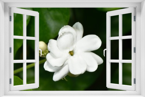 Fototapeta Naklejka Na Ścianę Okno 3D - Arabian Jasmine