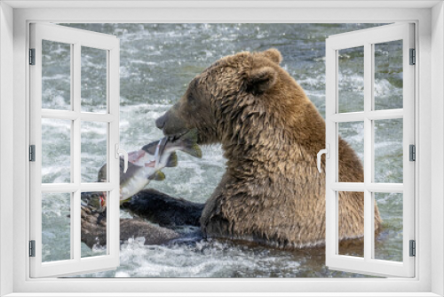 Fototapeta Naklejka Na Ścianę Okno 3D - Brown Bear eating a Pink (humpback) Salmon in Brooks River, Alaska