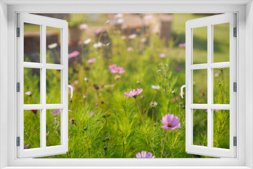 Fototapeta Naklejka Na Ścianę Okno 3D - dzikie kwiaty na łące