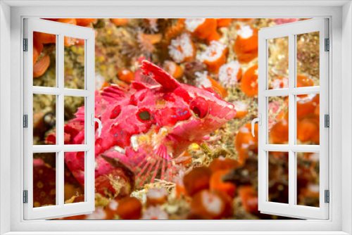 Fototapeta Naklejka Na Ścianę Okno 3D - Crevice kelpfish in Channel Islands