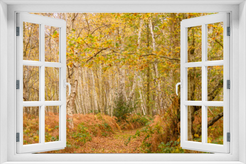 Fototapeta Naklejka Na Ścianę Okno 3D - autumn forest in the autumn