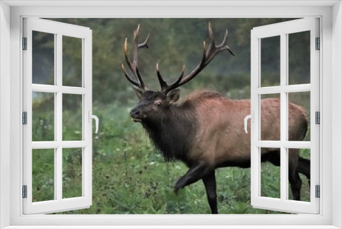 Fototapeta Naklejka Na Ścianę Okno 3D - Male Bull Elk at Benezette PA