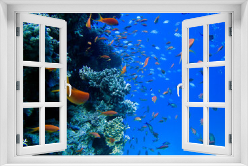 Fototapeta Naklejka Na Ścianę Okno 3D - Marine life