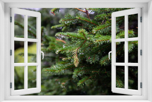 Fototapeta Naklejka Na Ścianę Okno 3D - Close up view on a pine branch with raindrops. Copy space