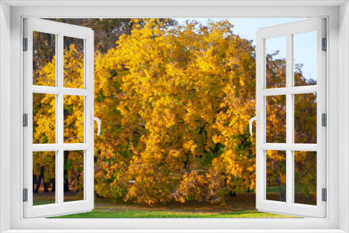 Fototapeta Naklejka Na Ścianę Okno 3D - Beautiful autumn nature . Tree with yellow leaves 