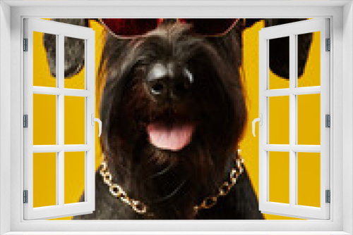 Fototapeta Naklejka Na Ścianę Okno 3D - Portrait of black terrier in stylish glasses and gold chain on its neck looking at camera against yellow background