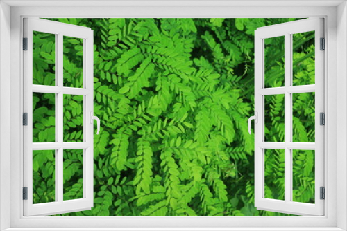 Fototapeta Naklejka Na Ścianę Okno 3D - Beautiful green leaves background. Garden and Green wall, leafs texture, Oil painting effect, texture of green plant, tropical leaves background.
