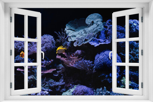 Fototapeta Naklejka Na Ścianę Okno 3D - Closeup of a colorful coral reef in aquarium. Background