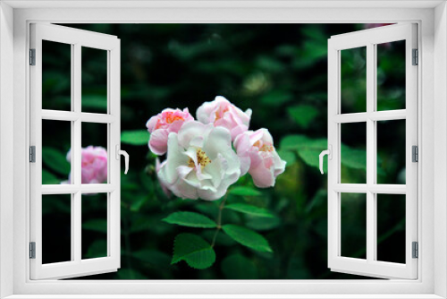 Fototapeta Naklejka Na Ścianę Okno 3D - The beautiful pink roses were in bloom